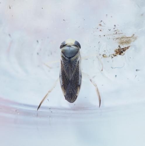 Réf. 266 314 : Sigara lateralis